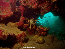 A lobster hiding out in a cave off the coast of Guantanam... by Brian Bush 